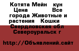 Котята Мейн - кун › Цена ­ 19 000 - Все города Животные и растения » Кошки   . Свердловская обл.,Североуральск г.